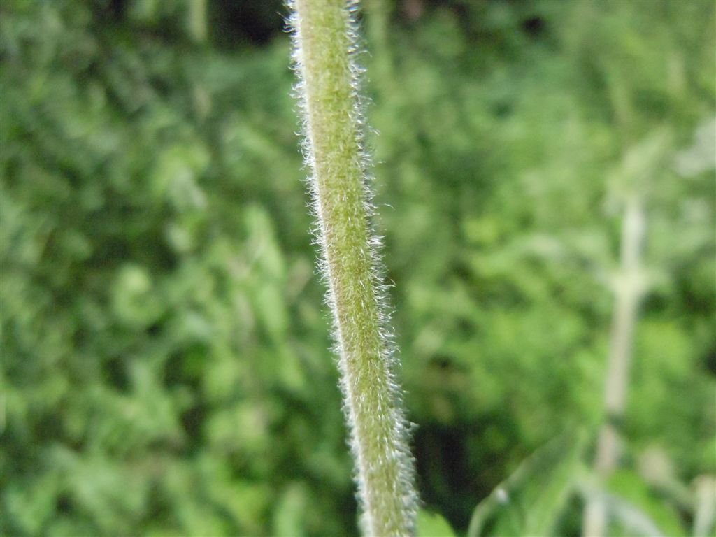 Eupatorium cannabinum